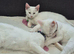 Fluffy kittens