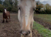 Palomino Irish cob foal to make 16hh+