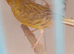 Beautiful Yellow canary for sale in WS3