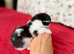 Absolutely gorgeous kittens girl & boy