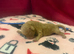 5 toy poodle puppy&rsquo;s