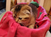 Scottish fold mixed litter