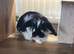 Beautiful Mini Lop Rabbits &ndash; Brother & Sister Pair