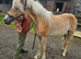 Registered Haflinger gelding