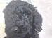 Mini poodle puppies