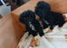 Cavapoo puppies **ready now**