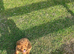 Cavapoo puppy