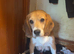 Full chunky beagles