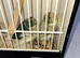 Breading pair kakarikis blue hen blue cream cock,12 week old.pied kakarikis perfect age for taming