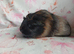Beautiful single female sow guinea pig