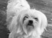 Female adult Maltese