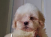 Shihpoos READY TO LEAVE FROM 11TH JULY