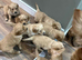 Stunning golden retriever puppies for sale