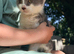 Beautiful kittens looking for their forever homes