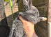Dutch x lion head Rabbits
