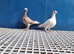 Racer pigeons