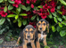 Beagle pups