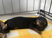 Yorkshire terrier puppies for sale