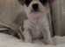 Chi x border terrier