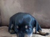 Dachshund puppy (female)