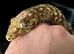 Leachianus gecko male cb26