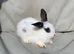 LAST BABY GIRL Mini lion lops