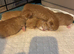 5 beautiful kittens