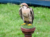 Saker falcon