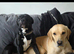 Frenchbulldog cross pups READY 1ST SEPTEMBER 4 BOYS LEFT