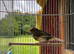 Beautiful male gloster canary for sell good singing