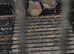 This year mixed young Zebra finches