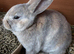 Mini Rex babies READY NOW