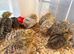 Beautiful Japanese Quail chicks