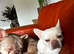 Sweet white frenchie girl