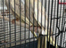 2 pairs of lovely cockatiels