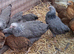 Silver penciled wyandottes banties