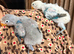 Beautiful Lovebirds for Sale