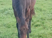 Bay yearling filly.