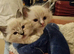 Adorable Ragdoll Kittens Looking For A New Home