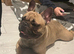 French blue fawn bulldog