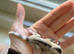 Sugar glider joeys ready to reserve