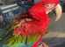 Amazing 1.5 year old Greenwing macaw
