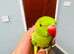 Baby Green Ringneck talking Parrot
