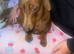 Dachshunds