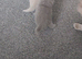 3 full British shorthair kittens