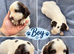 Sprocker puppies