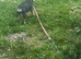 Chanel needs a new home