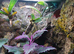 Green Sipaliwini Dart Frog Setup