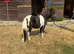 3 Shetland geldings