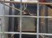 2026 Australian king parrots,